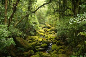 Sequestered EcoTourism Forest Background